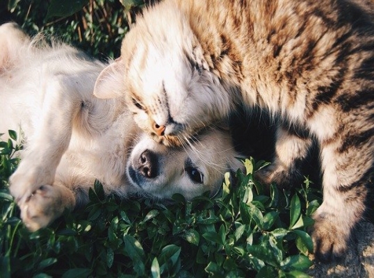 Cani & Gatti